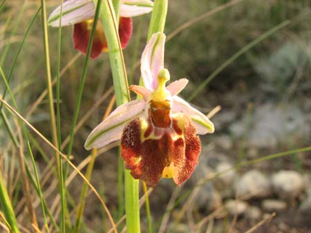 Ophrys apulica & O.  parvimaculata